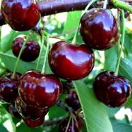 Саженец Вишня Ночка